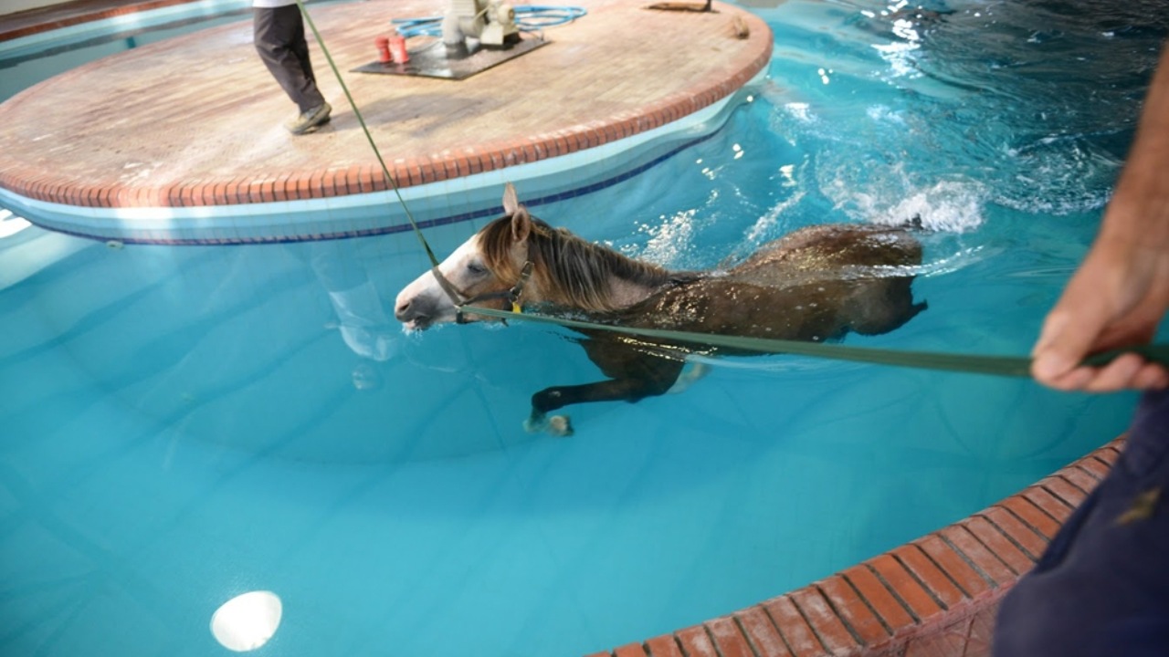 Genç Atlar ve Buz Terapisi