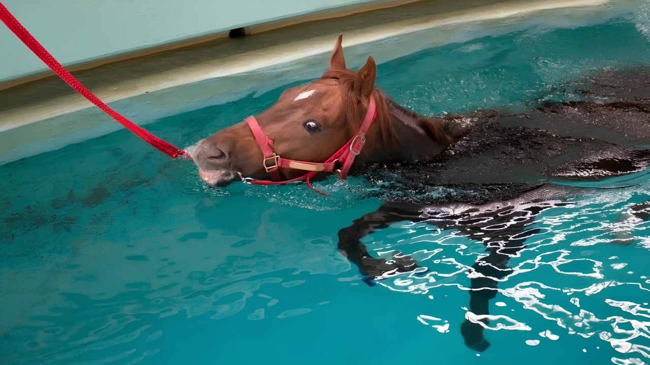 Laminitis ve Buz Uygulaması