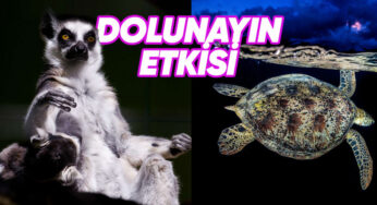 Ay Işığında Farklı Davranan Hayvanlar