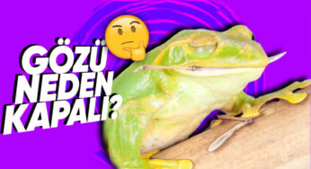 Kurbağaların Yemek Yerken Gözlerini Kapatma Sebepleri