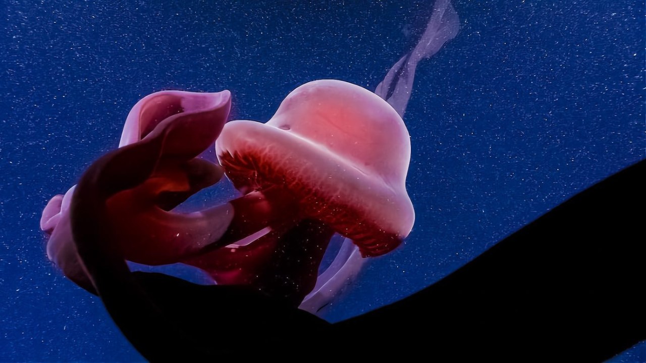 Dev Hayalet Denizanası: Olağanüstü Özellikleri