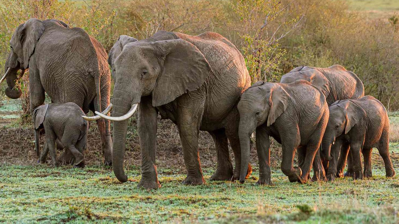Şinasi Kaya: Fillerin İletişim Yöntemleri: İsimlendirme ve Çağrılar 2 Fillerin İletişim Yöntemleri: İsimlendirme ve Çağrılar