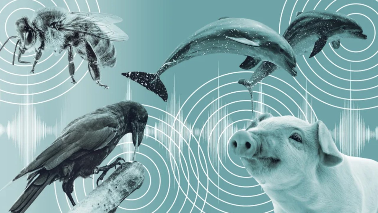 Şinasi Kaya: Hayvanlar Arası İletişim ve Seslerin Anlamı 2 Hayvanlar Arası İletişim ve Seslerin Anlamı