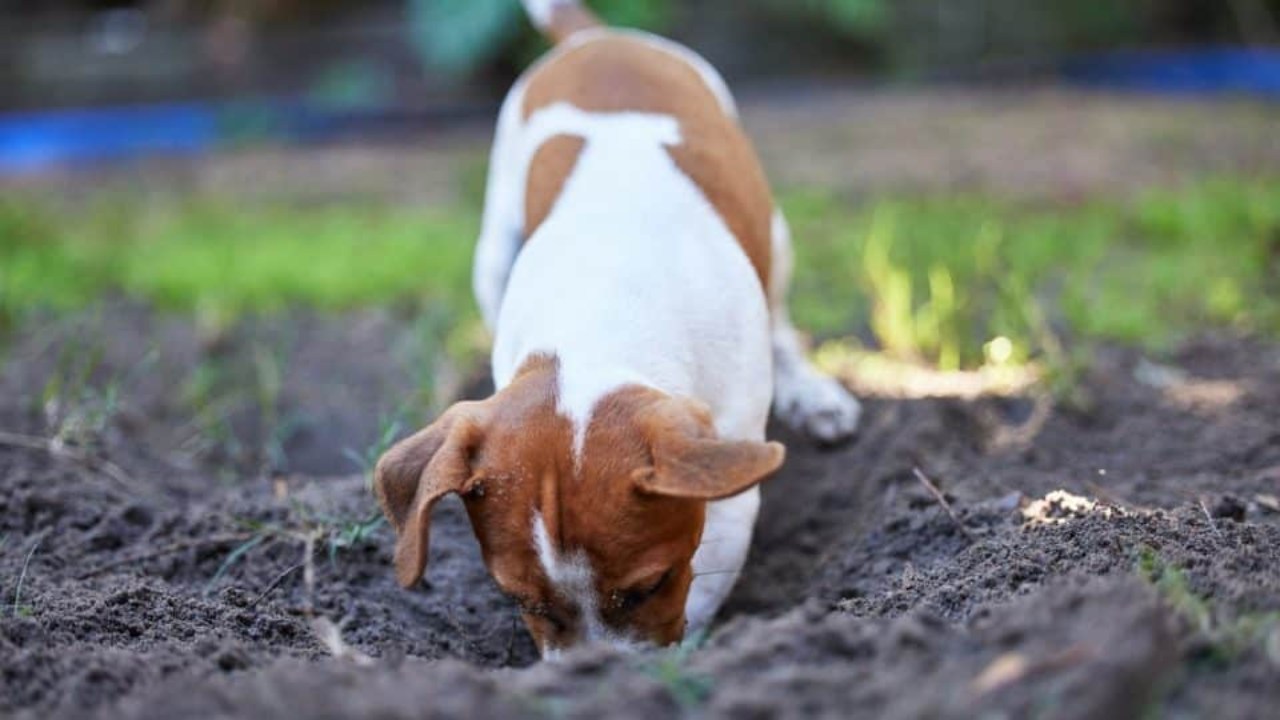 Köpeklerin Toprak Yeme Davranışı: Nedenleri ve Önlemler