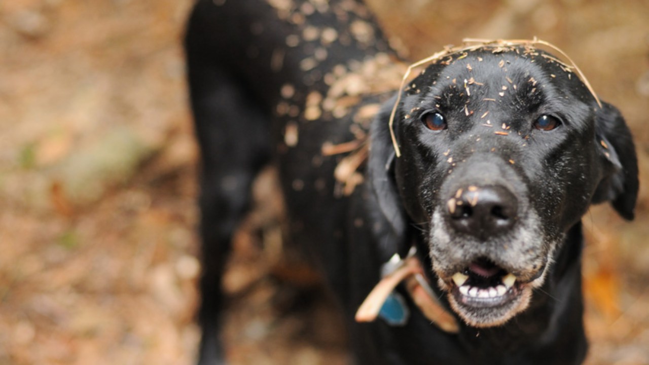 Köpeklerin Toprak Yeme Davranışının Nedenleri ve Önlemleri