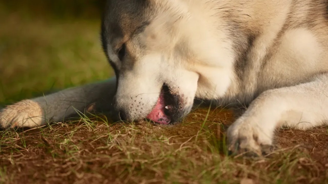 Köpeklerin Toprak Yeme Davranışının Nedenleri ve Önlemleri