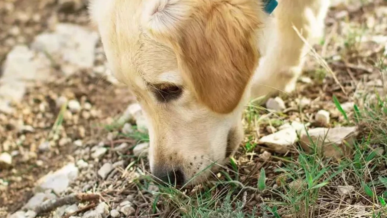 Köpeklerin Toprak Yeme Davranışının Nedenleri ve Önlemleri