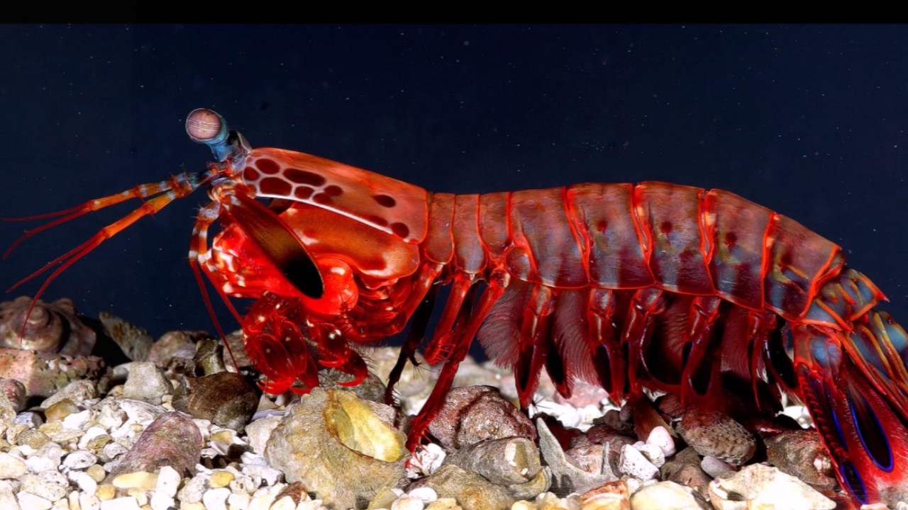 Doğanın İlham Verdiği Yetenekler: Elektrikli Yılan Balığı, Peygamberdevesi Karidesi ve Diğerleri