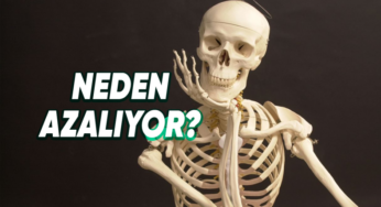 Kemik Gelişimi ve Değişimi: Bebekten Yetişkinliğe
