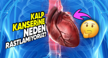 Kalp Kanserinin Nadir Oluşum Nedenleri