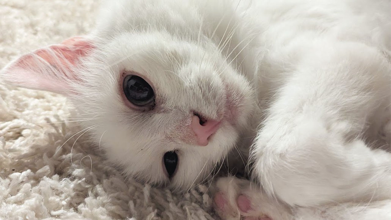 Assassin's Creed Shadows'taki Sıradışı Kedi: Bakaneko