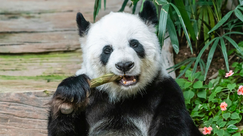 Pandaların Gizemi: Etçil Olup Neden Bambu Yerler?