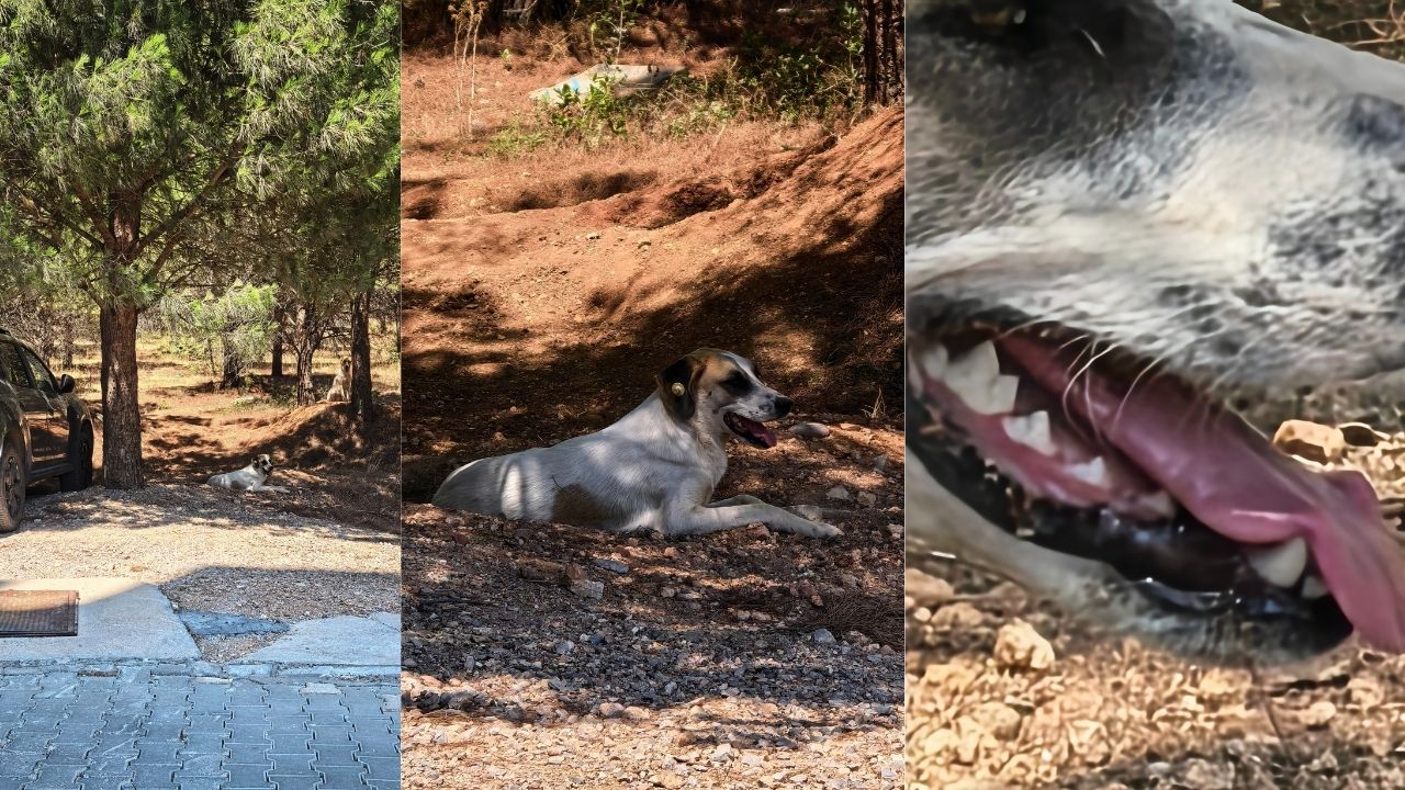 Kamerada ve Ekranda Sektörde İlklerin Telefonu: HUAWEI Pura 80 Serisinin En Güçlü Üyesi Pura 80 Ultra'yı İnceledik